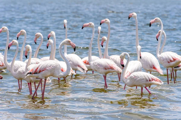 Okyanusta Flamingo — Stok fotoğraf