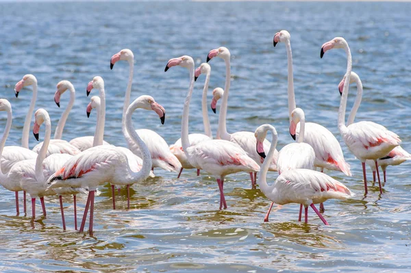 海のフラミンゴ — ストック写真