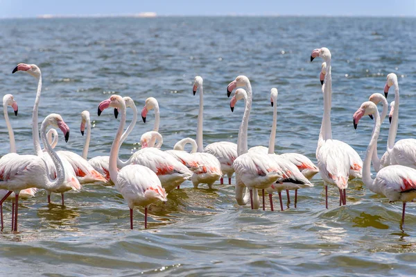 Okyanusta Flamingo — Stok fotoğraf