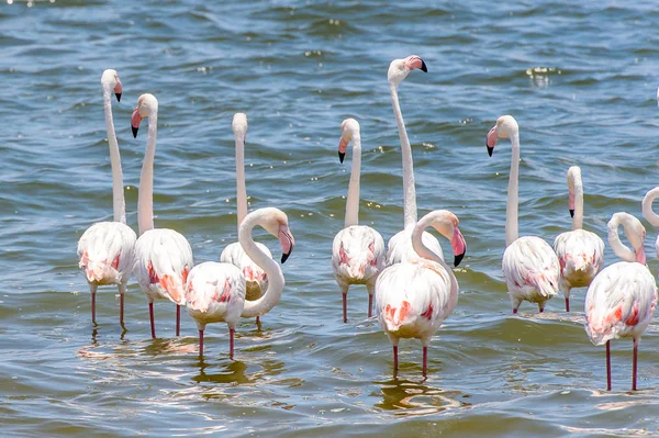 Flamingo Oceano — Fotografia de Stock