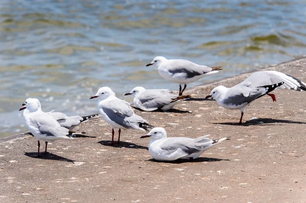 Albatross Den Walvis Fjärden Namibia — Stockfoto