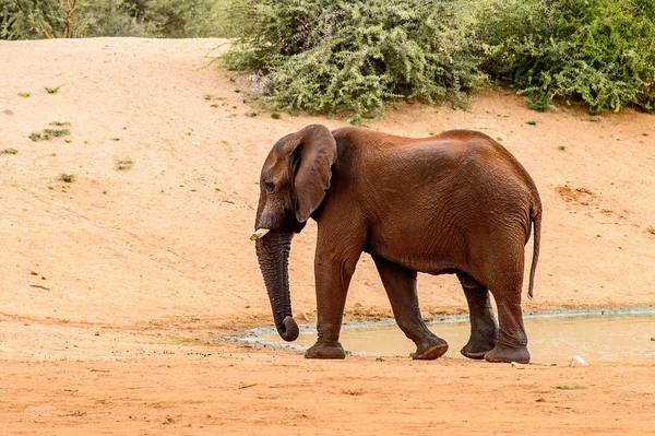 Elefante Cammina Vicino Fiume — Foto Stock