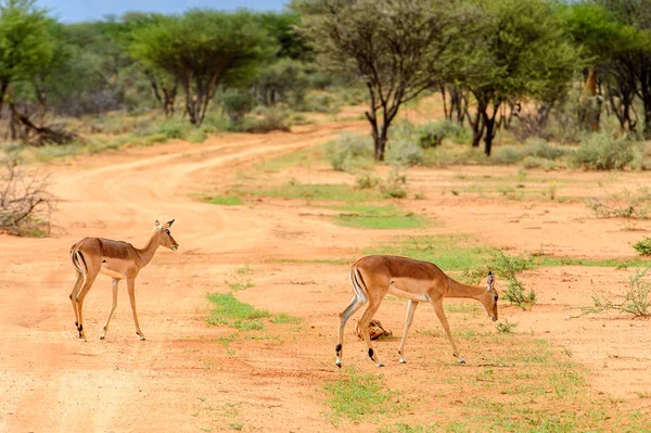 Uitzicht Antelope Savanna — Stockfoto