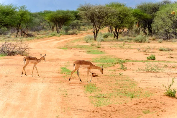 Vista Del Ritratto Antelope — Foto Stock