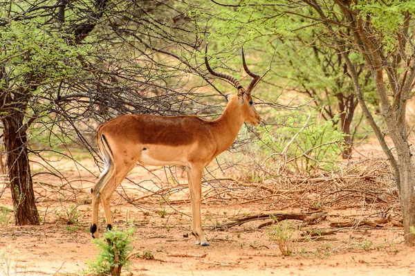Vue Portrait Antilope — Photo
