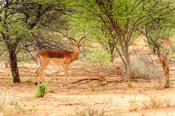 Vue Portrait Antilope — Photo