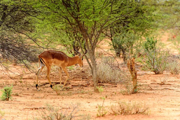 Weergave Van Antelope Portret — Stockfoto