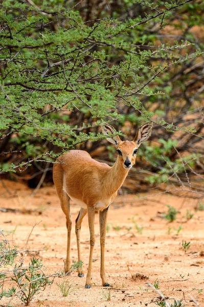 Vista Retrato Antelope — Fotografia de Stock