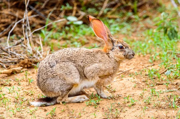 草の上の茶色のウサギ — ストック写真