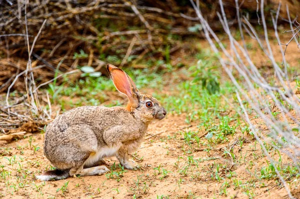 草の上の茶色のウサギ — ストック写真
