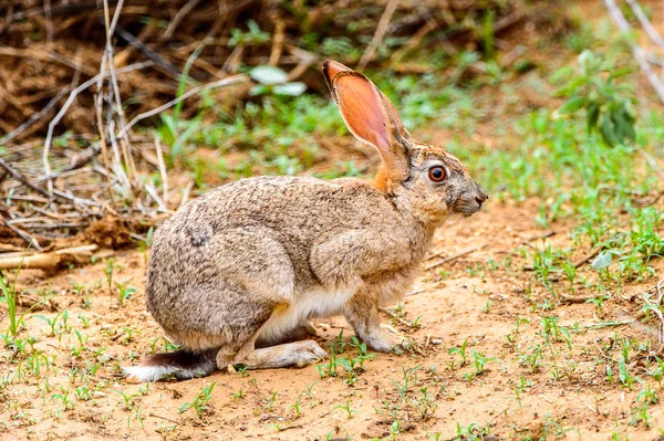 Çimenlerin Üzerinde Kahverengi Tavşan — Stok fotoğraf