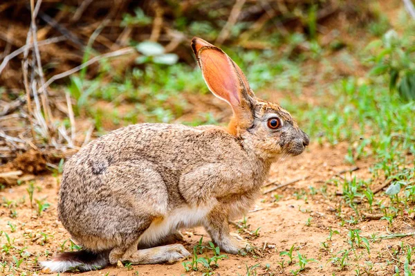 Brauner Hase Auf Dem Gras — Stockfoto