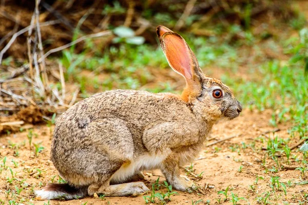 Brown Hare Grass — Stock Photo, Image