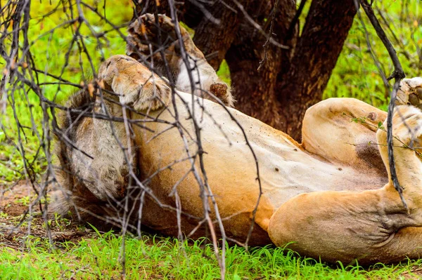 Samotny Lew Kładzie Się Trawie Pod Drzewem — Zdjęcie stockowe