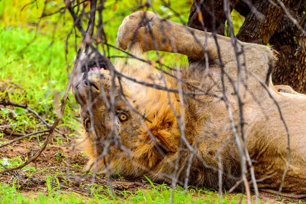 León Solitario Yace Hierba Bajo Árbol — Foto de Stock