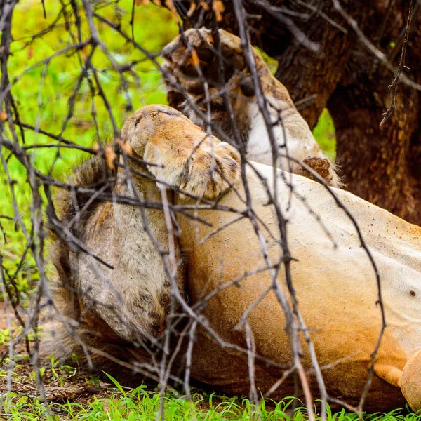 León Solitario Yace Hierba Bajo Árbol — Foto de Stock