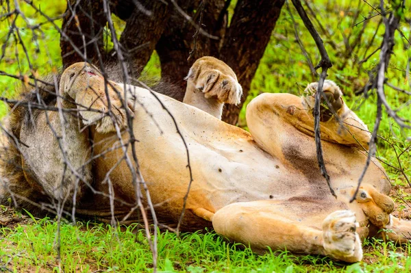 León Solitario Yace Hierba Bajo Árbol — Foto de Stock