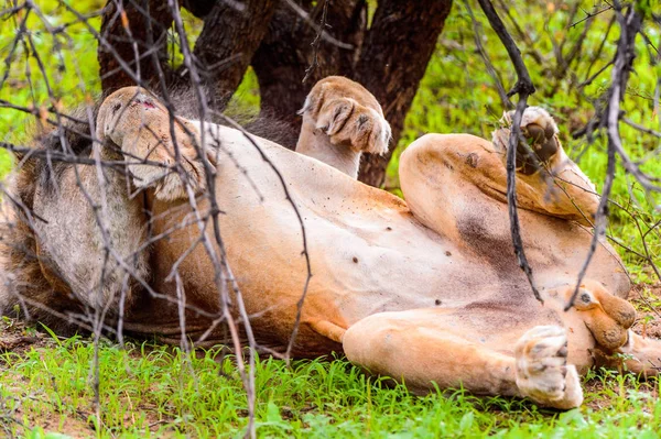 Lion Solitaire Repose Sur Herbe Sous Arbre — Photo