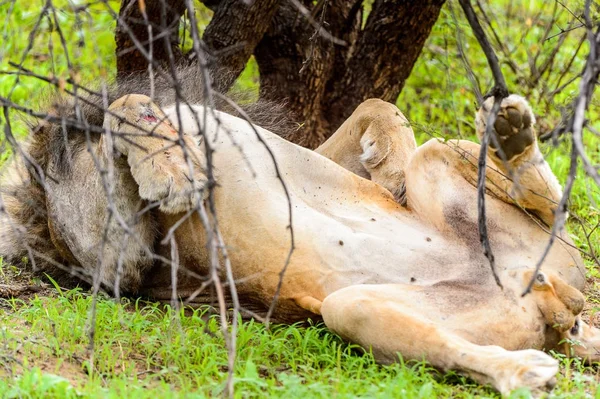 Leão Solitário Deita Grama Debaixo Uma Árvore — Fotografia de Stock