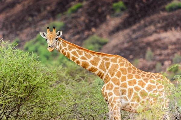 Giraffe in the Erindi Private Game Reserve, Namibia