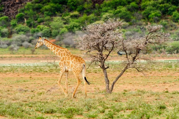 Giraffe Rezervaci Soukromých Her Erindi Namibie — Stock fotografie