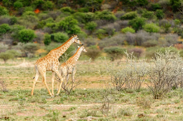 Girafe Dans Réserve Chasse Privée Erindi Namibie — Photo