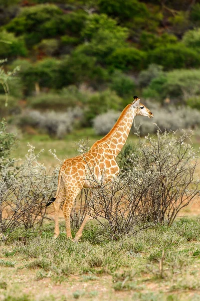 Jirafa Reserva Caza Privada Erindi Namibia — Foto de Stock
