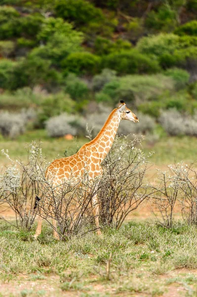 Giraffa Nella Riserva Caccia Privata Erindi Namibia — Foto Stock