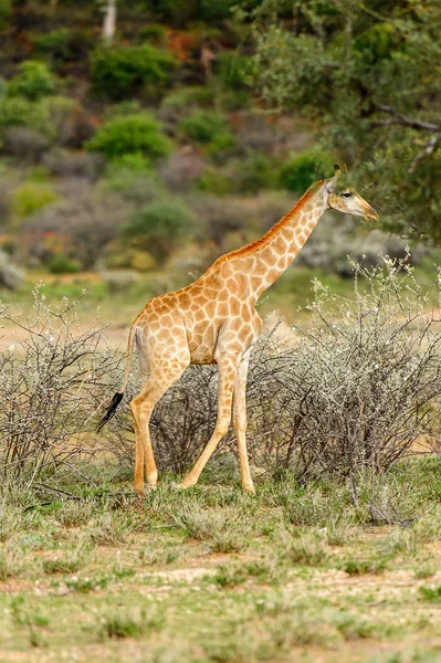 Giraffa Nella Riserva Caccia Privata Erindi Namibia — Foto Stock