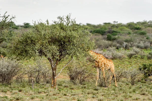 Giraffe Içinde Erindi Özel Oyun Rezerv Namibya — Stok fotoğraf