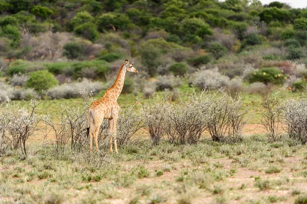 Giraffe Het Erindi Private Game Reserve Namibië — Stockfoto