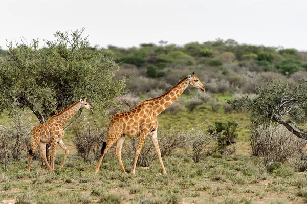 Deux Girafes Dans Réserve Privée Erindi Namibie — Photo