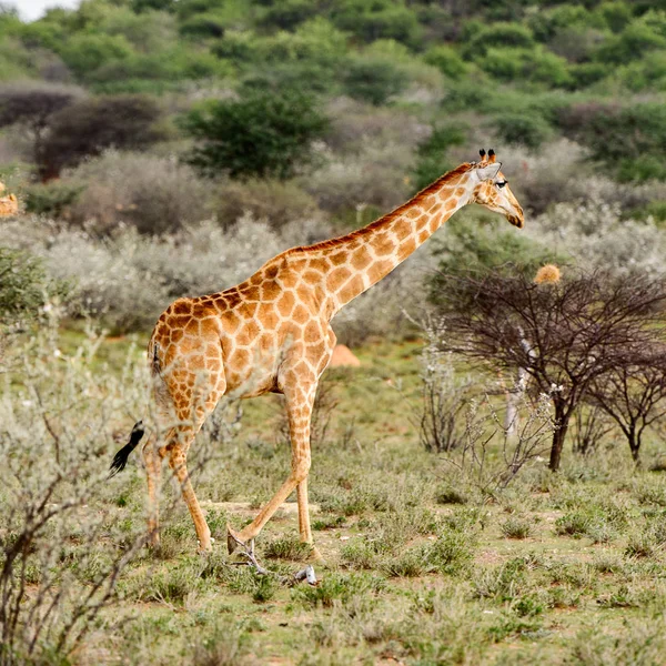 Giraffa Nella Riserva Caccia Privata Erindi Namibia — Foto Stock