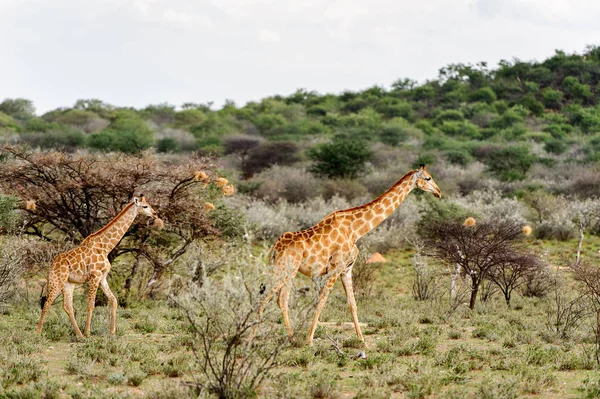 Deux Girafes Dans Réserve Privée Erindi Namibie — Photo