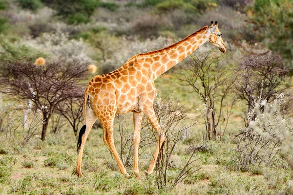 Girafe Dans Réserve Chasse Privée Erindi Namibie — Photo