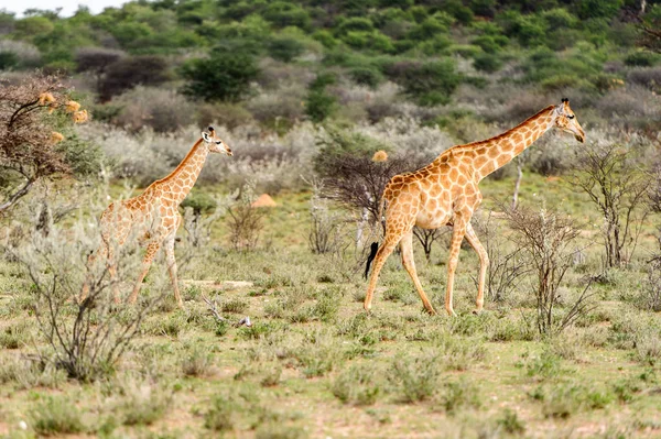 エリンディプライベートゲームリザーブの2つのキリン ナミビア — ストック写真