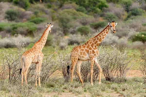 Deux Girafes Dans Réserve Privée Erindi Namibie — Photo