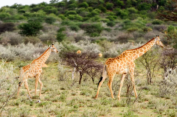 Dva Žirafy Rezervaci Erindi Private Game Namibie — Stock fotografie