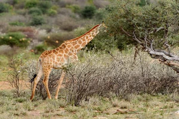 Giraff Erindi Privata Viltreservat Namibia — Stockfoto