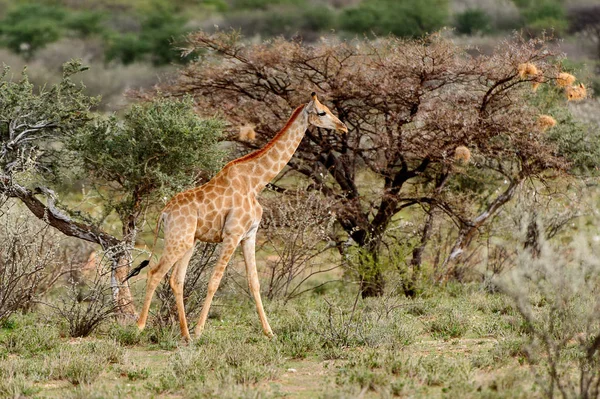 Giraff Erindi Privata Viltreservat Namibia — Stockfoto