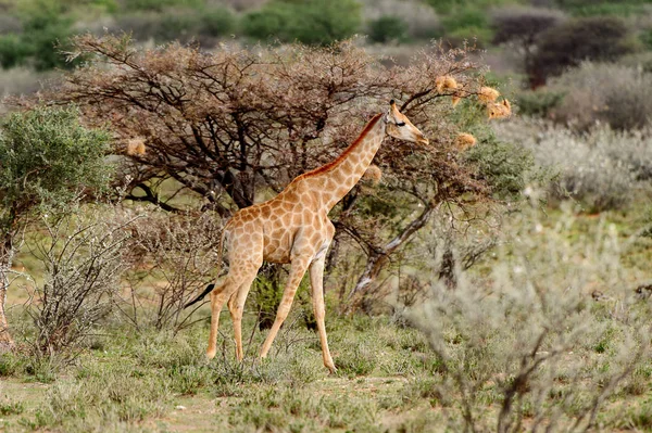 Jirafa Reserva Caza Privada Erindi Namibia —  Fotos de Stock