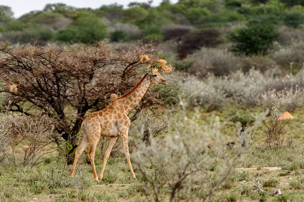 Jirafa Reserva Caza Privada Erindi Namibia — Foto de Stock