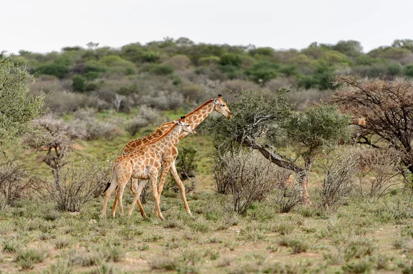 Giraff Erindi Privata Viltreservat Namibia — Stockfoto