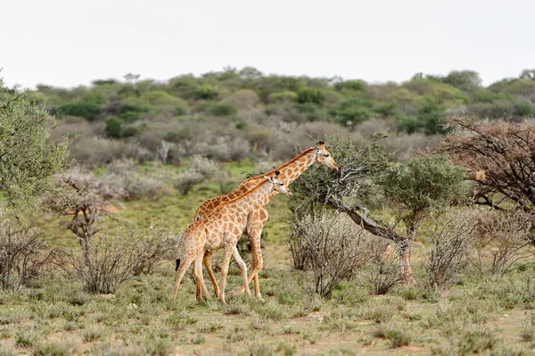 Girafe Dans Réserve Chasse Privée Erindi Namibie — Photo