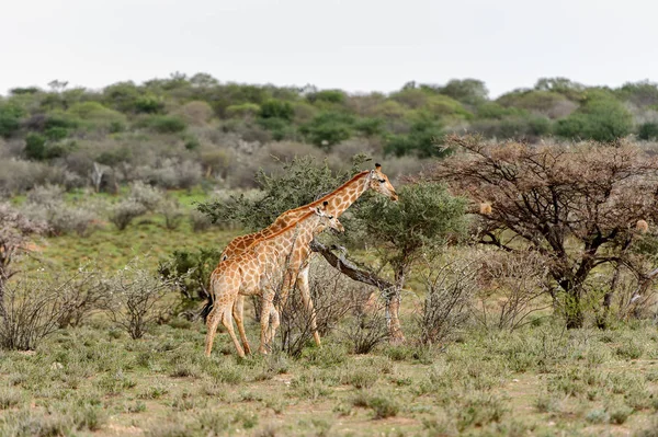 Girafa Reserva Caça Privada Erindi Namíbia — Fotografia de Stock