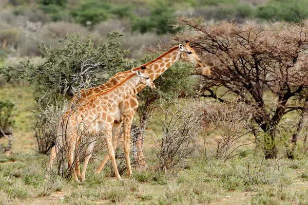 Dwie Żyrafy Prywatnym Rezerwacie Gier Erindi Namibia — Zdjęcie stockowe