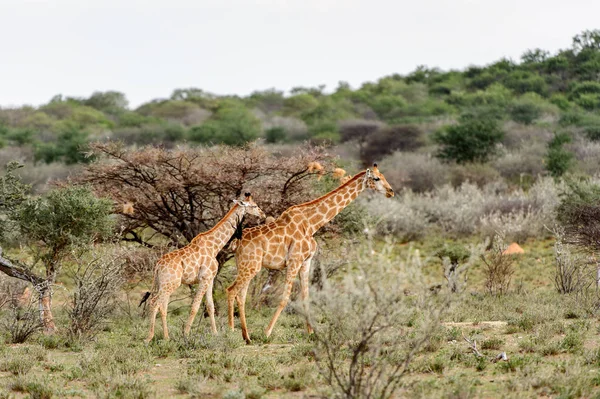 Giraffe Privaten Wildreservat Erindi Namibia — Stockfoto