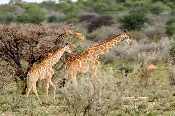 Deux Girafes Dans Réserve Privée Erindi Namibie — Photo