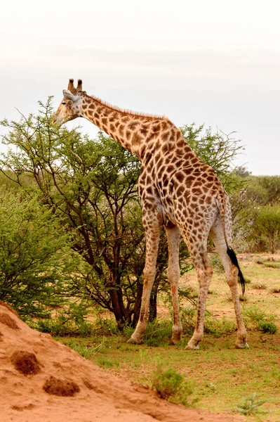 Żyrafa Zjada Prywatnym Rezerwacie Gier Erindi Namibia — Zdjęcie stockowe