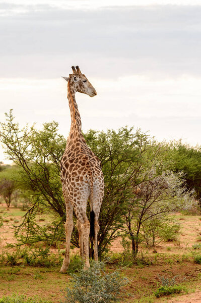 Giraffe eats in the Erindi Private Game Reserve, Namibia